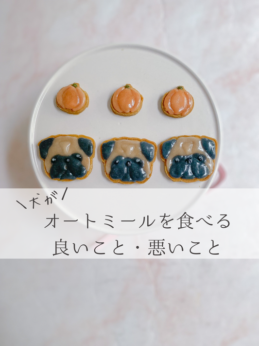 犬がオートミールを食べれると良いこと、悪いこと