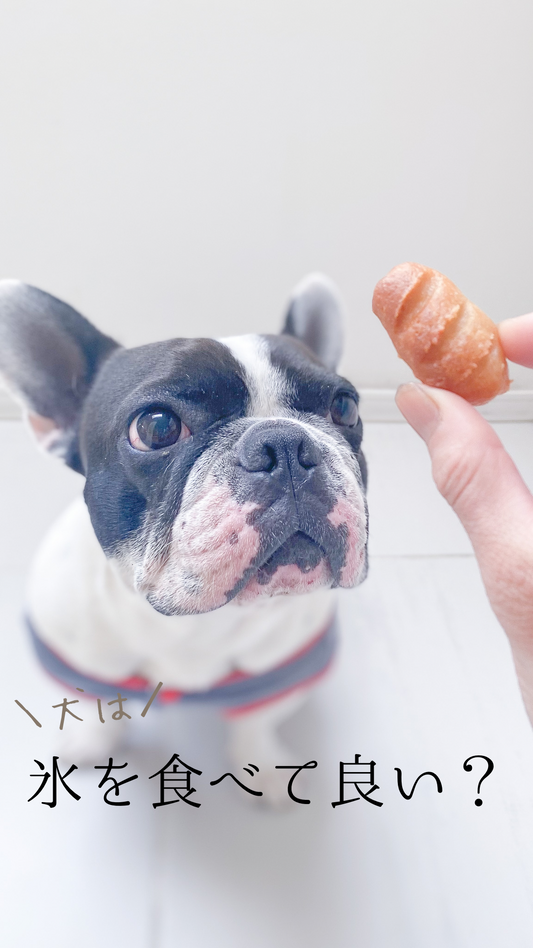 犬は氷を食べてよい?