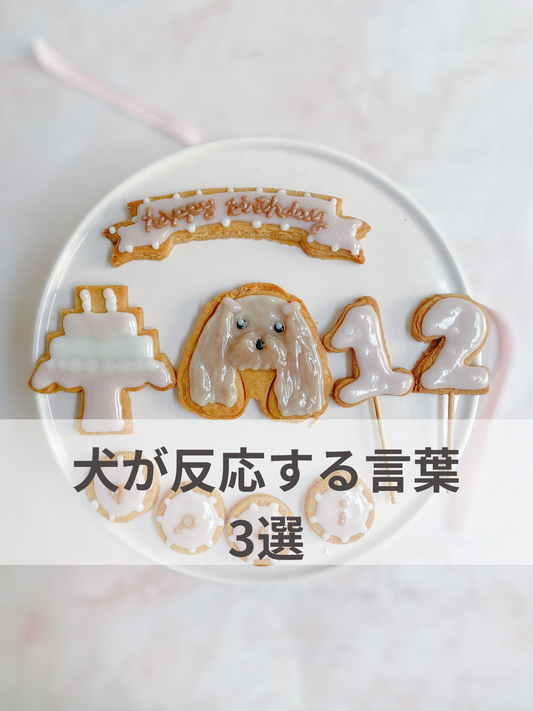 犬が反応する言葉3選