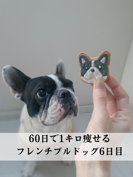 60日で1キロ痩せるフレンチブルドッグ