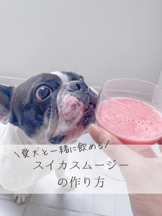 愛犬と一緒に飲める「スイカスムージー」の作り方