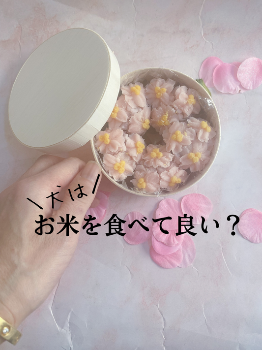 犬にお米は大丈夫?