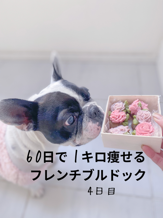 60日で1キロ痩せるフレンチブルドック