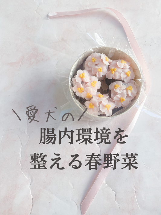 愛犬の腸内環境を整える春野菜