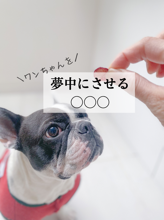 犬を夢中にさせる○○○