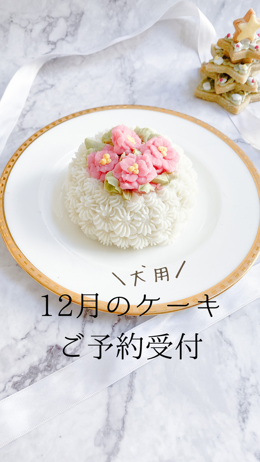 12月の犬用ケーキご予約受付中