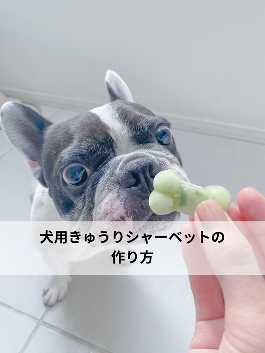 犬用きゅうりシャーベットの作り方