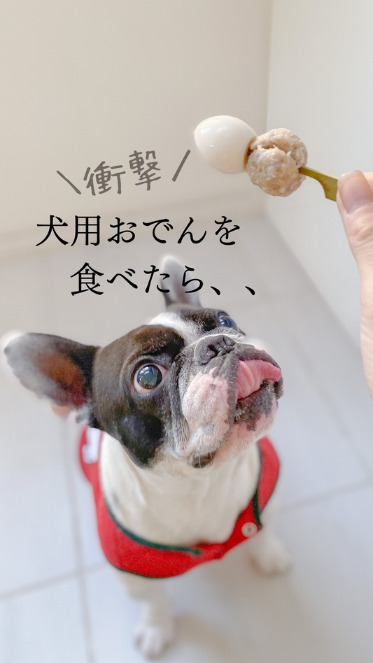 愛犬が犬用おでんを食べたら、、