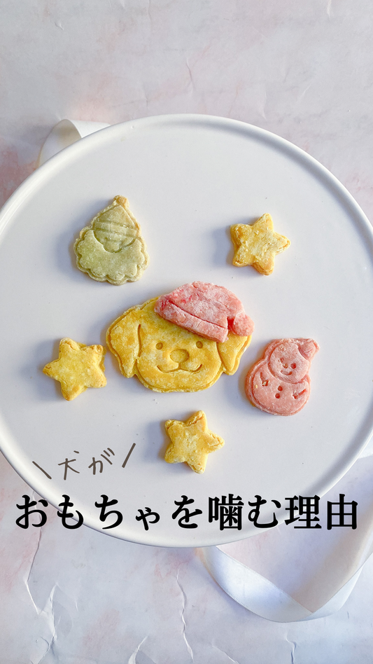 犬がおもちゃを噛む理由