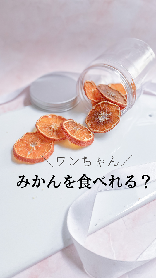 犬はみかんが食べれる?