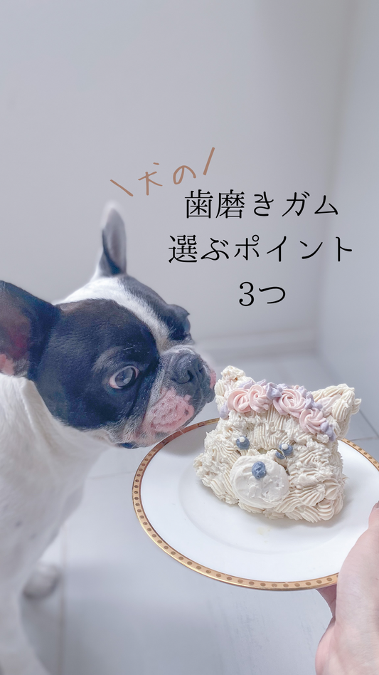 犬の歯磨きガム 選ぶポイント3つ