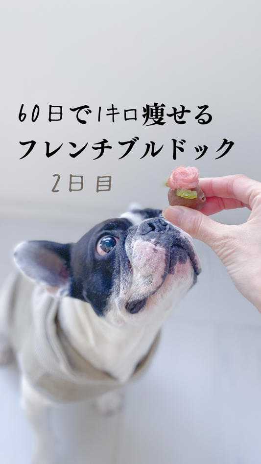 60日で1キロ痩せるフレンチブルドック 2日目