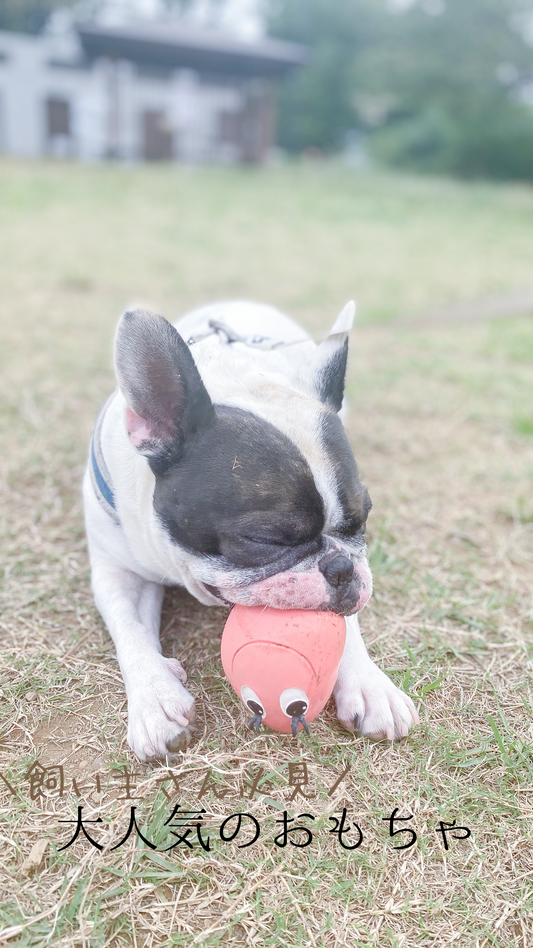 飼い主さん必見 犬に大人気のおもちゃ