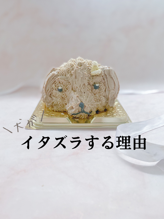 犬がイタズラする理由