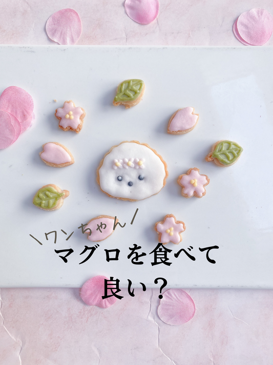 犬はマグロを食べて良い?