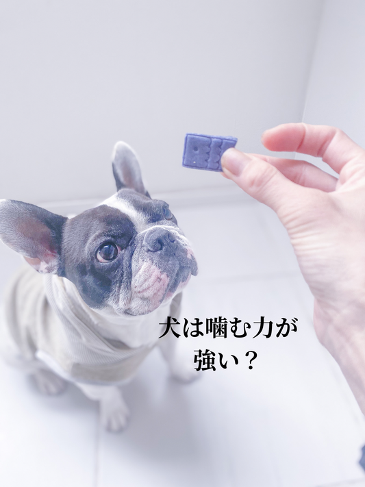 犬の噛む力