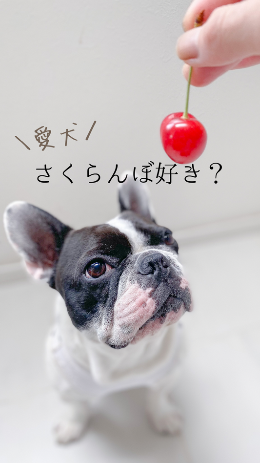 愛犬、さくらんぼ好きですか?