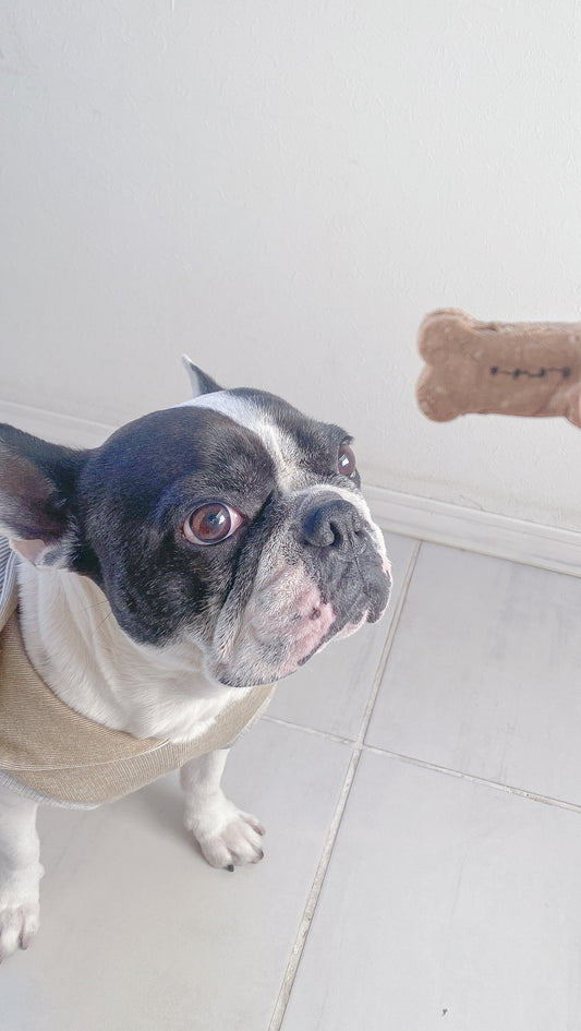 レバーは、犬に良い?