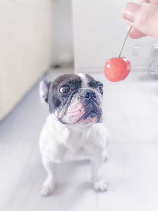 犬がさくらんぼを食べると