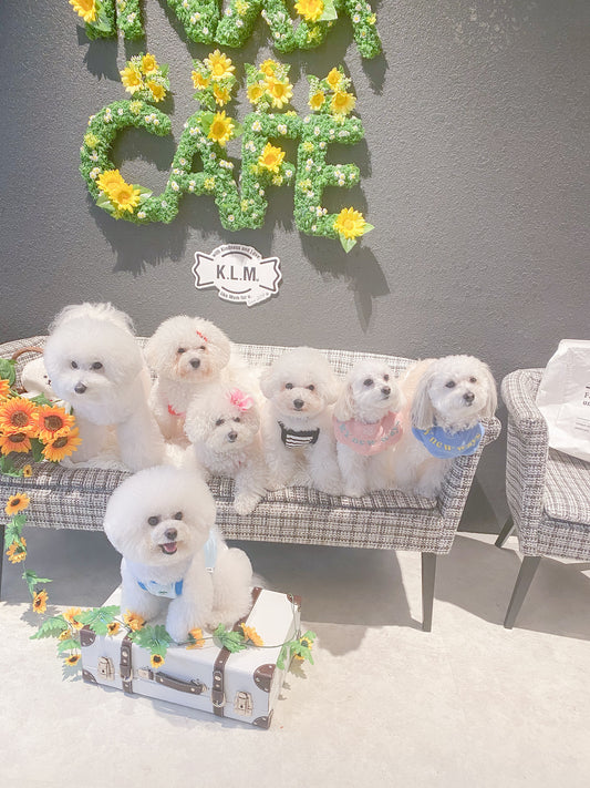 popupありがとうございました