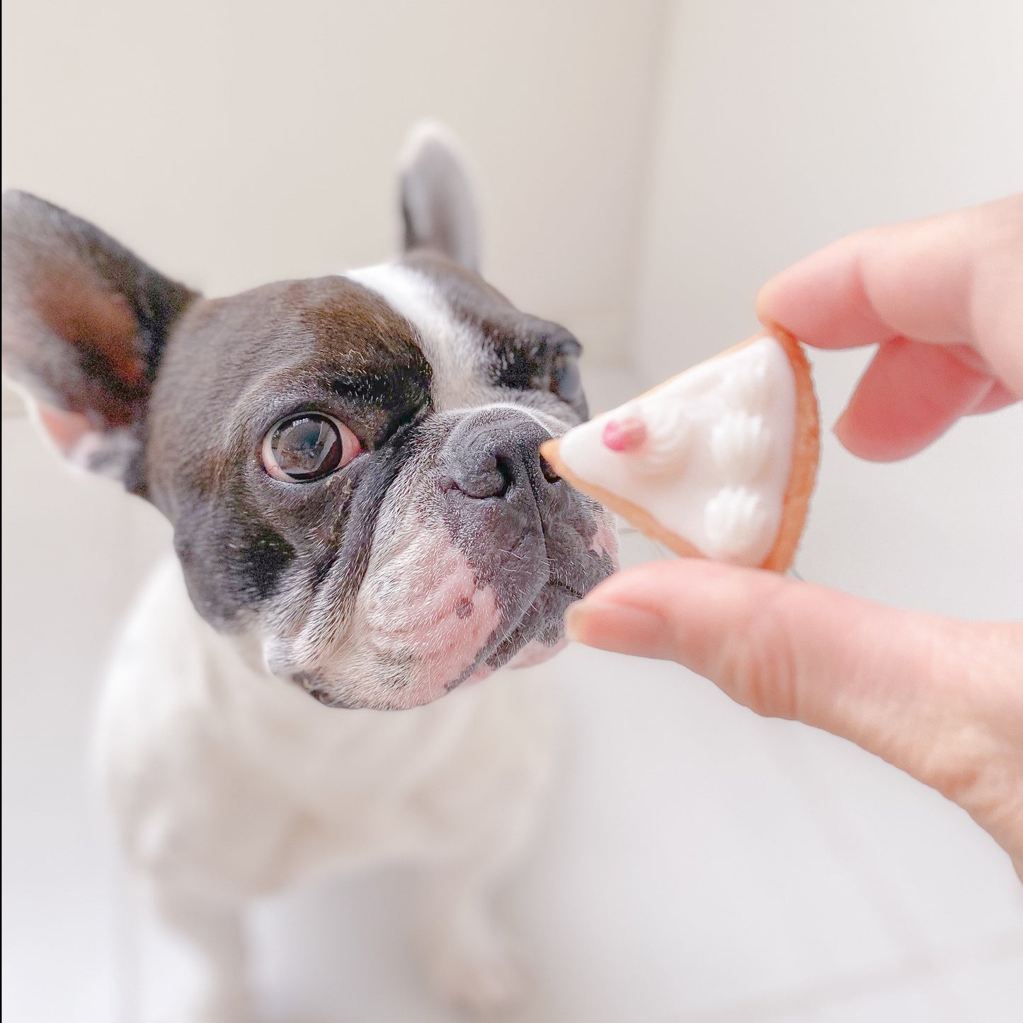 愛犬お顔クッキー缶 ショートケーキ