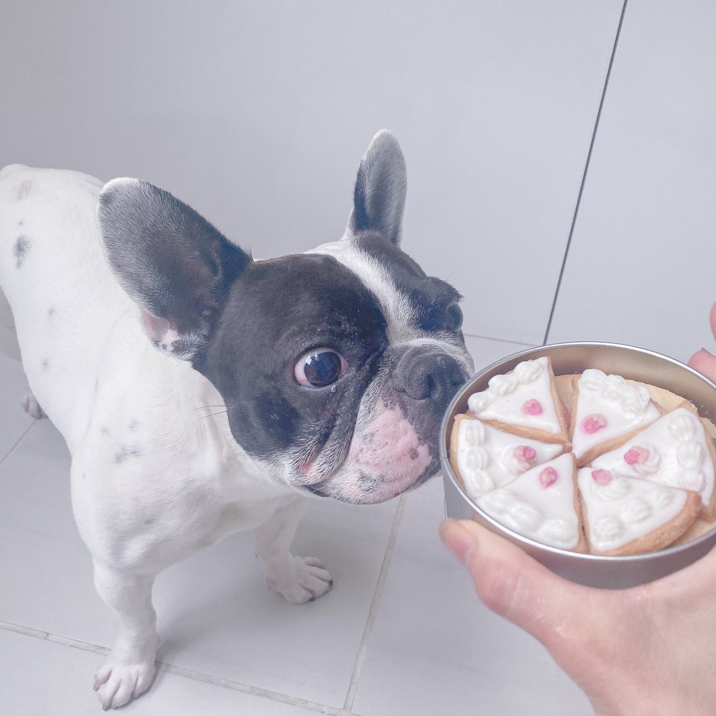 愛犬お顔クッキー缶 ショートケーキ
