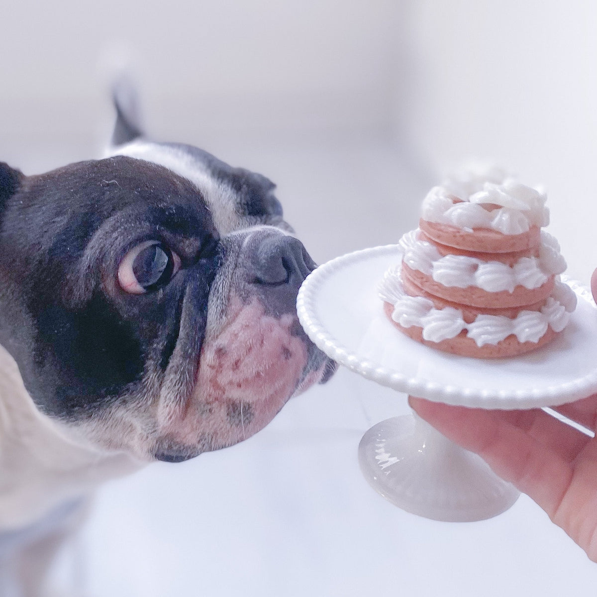犬用クッキーケーキ(オプション用)