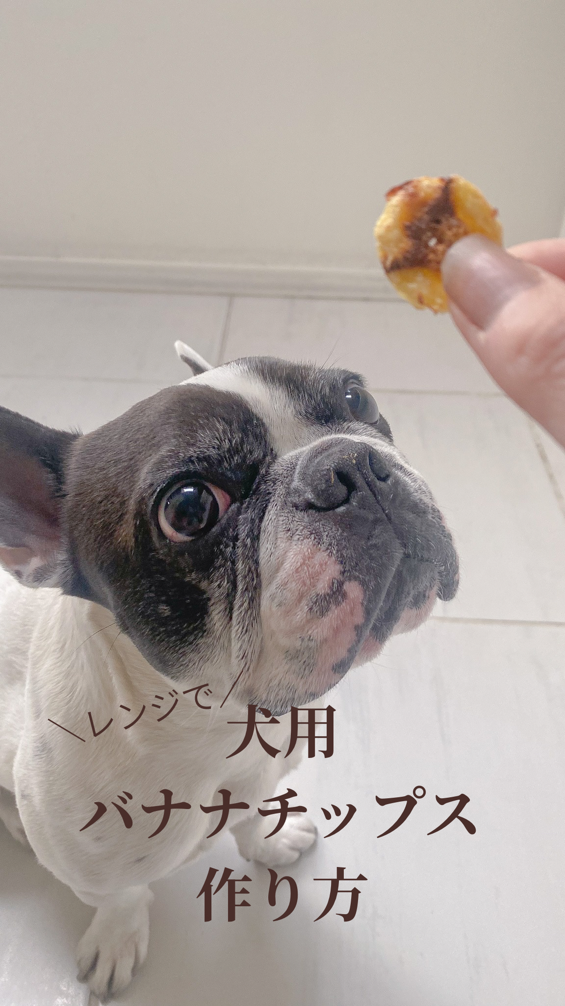 レンジで作れる犬用バナナチップス作り方