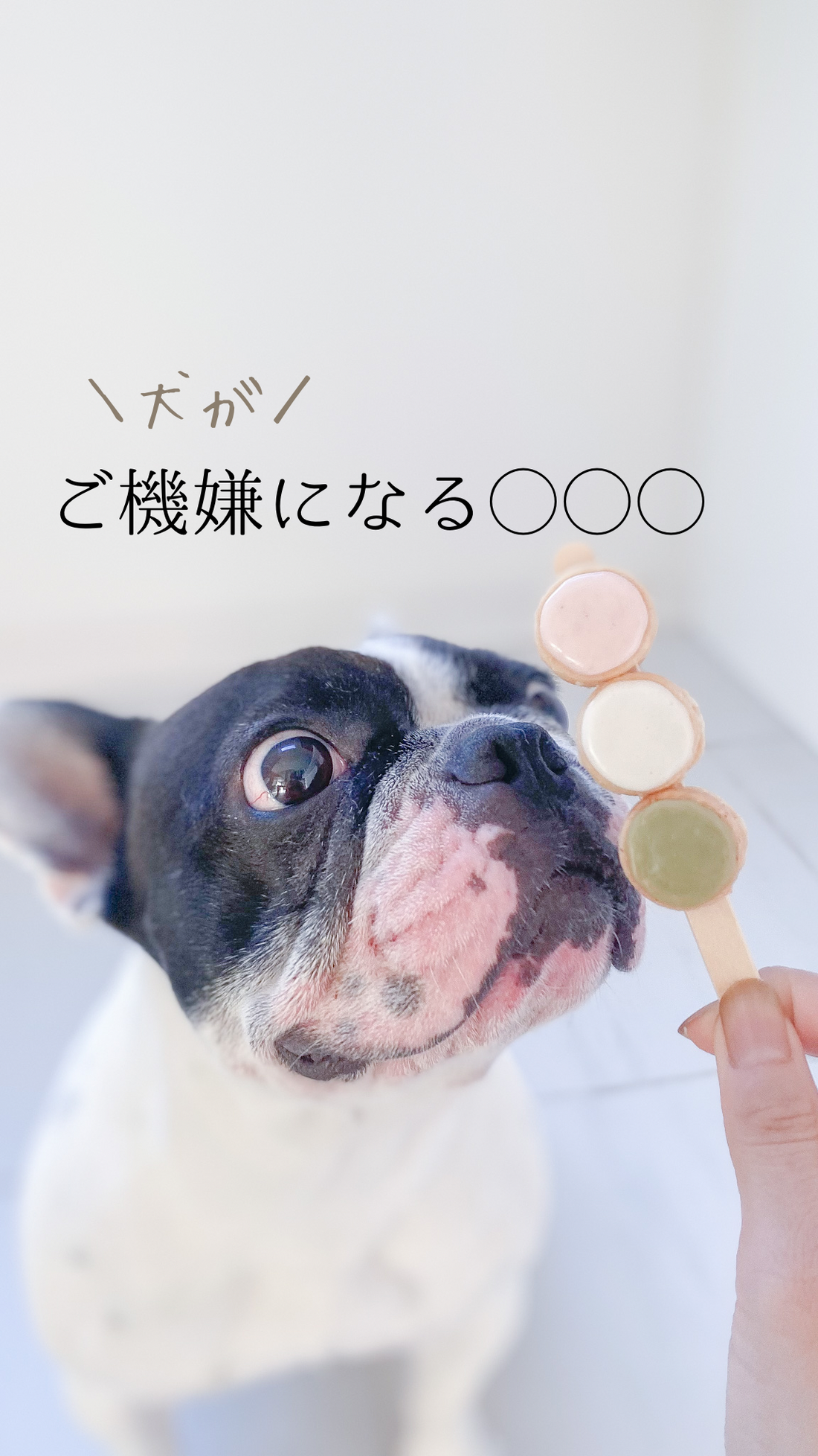 犬がご機嫌になる◯◯◯