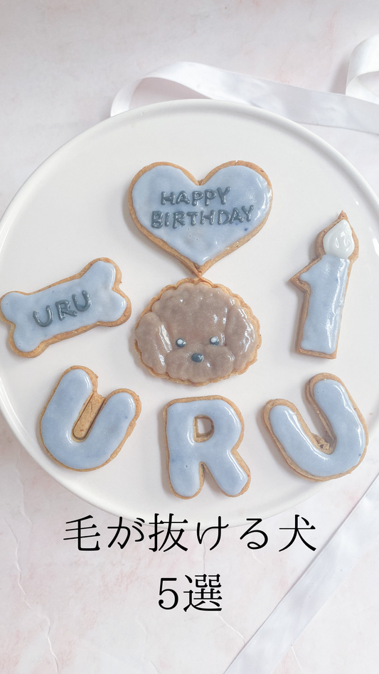 毛が抜けやすい犬5選