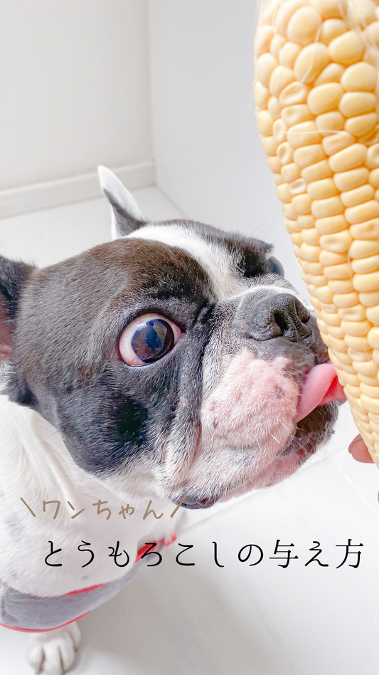 犬にとうもろこしを与える時の注意点