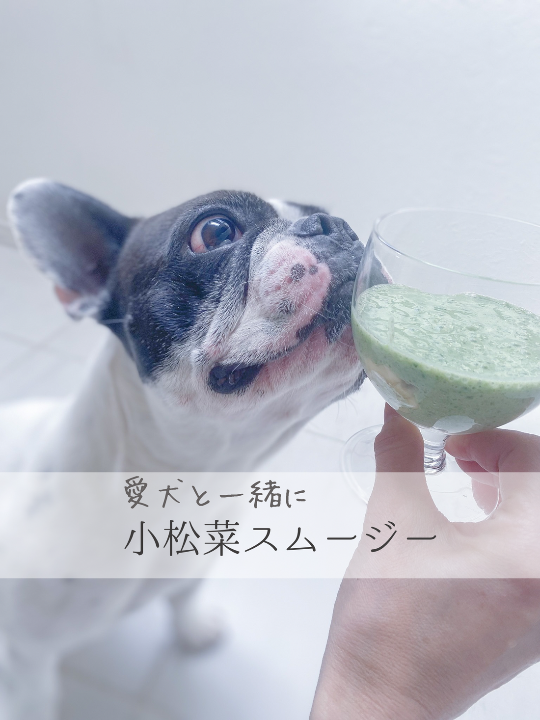 愛犬と一緒に飲める小松菜スムージーの作り方