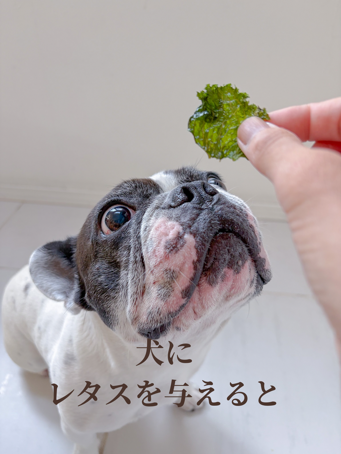 犬にレタスを与えると