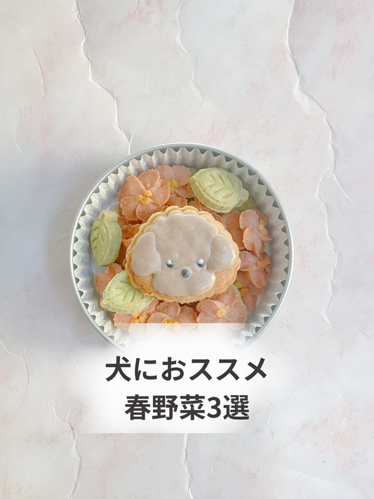 犬におススメの春野菜3選