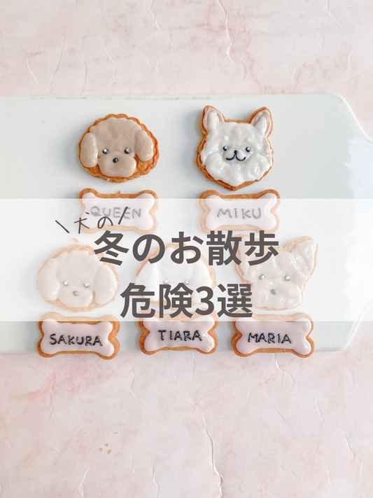 冬の犬散歩　注意点3つ