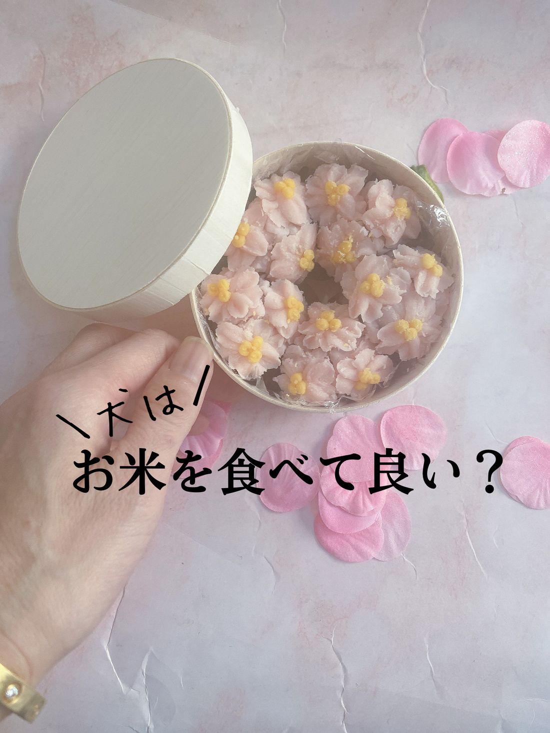 犬にお米は大丈夫？