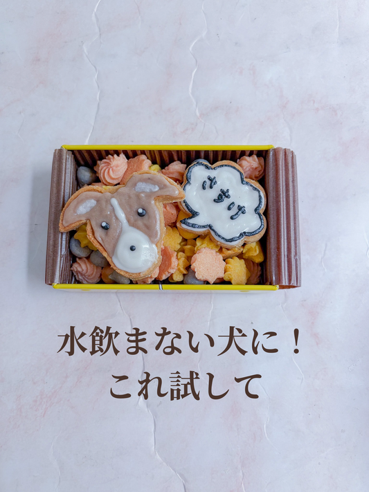 水飲まない犬に！これ試して
