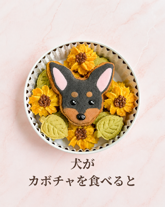 犬がカボチャを食べると