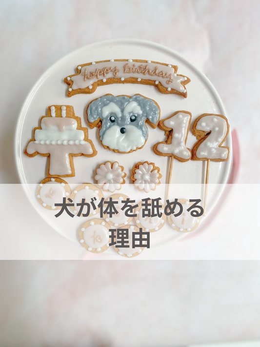 犬が体を舐める理由