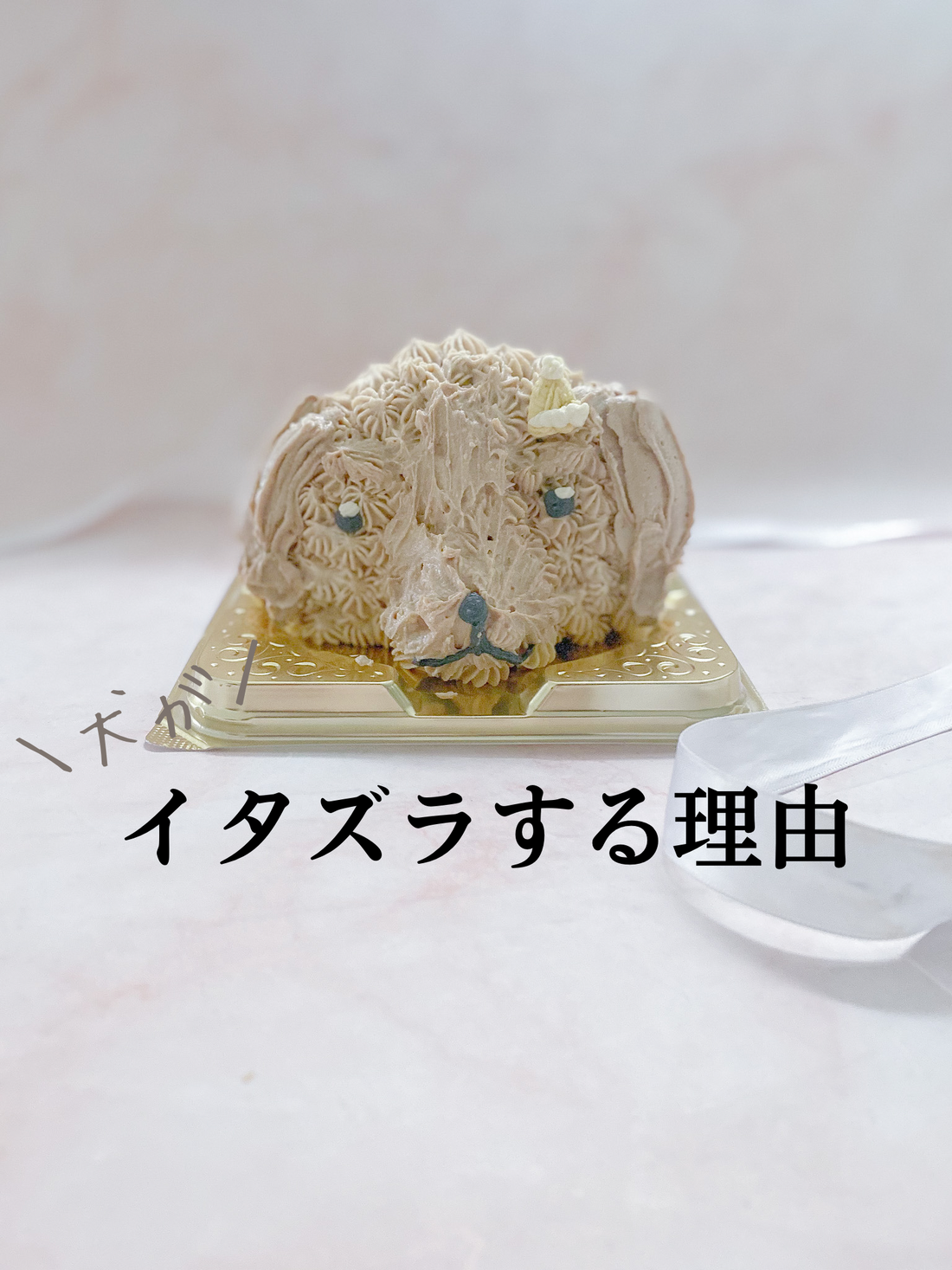 犬がイタズラする理由