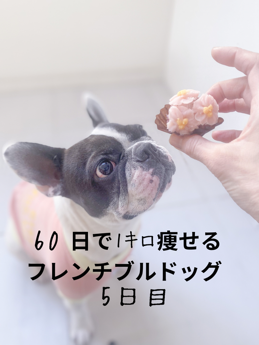 60日で1キロ痩せるフレンチブルドッグ5日目