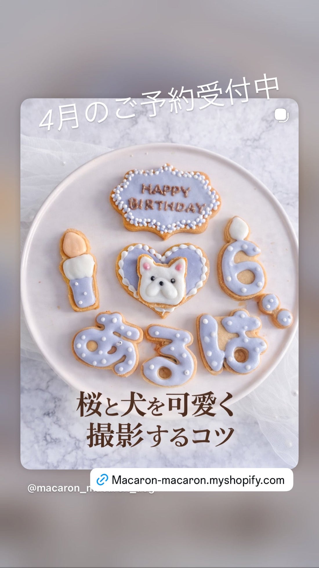 桜と犬を可愛く撮影するコツ