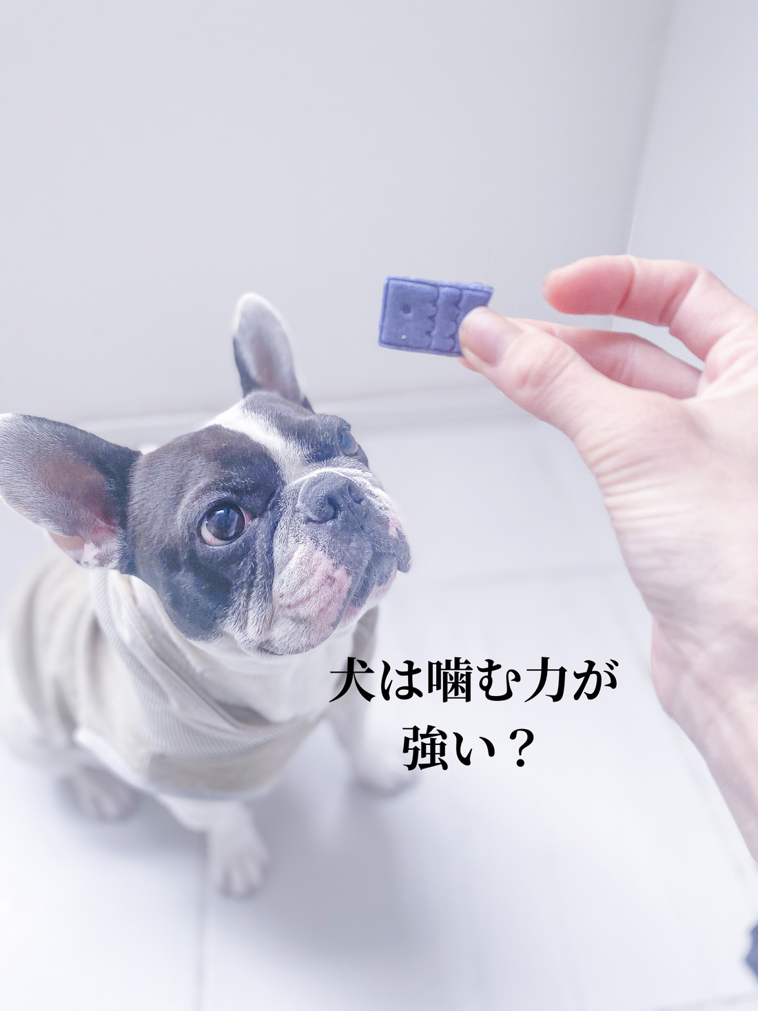 犬の噛む力