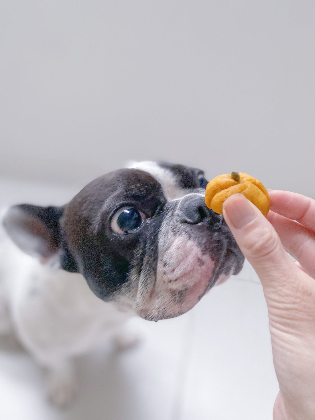 「犬用スイートパンプキン」の作り方(レシピ有り)