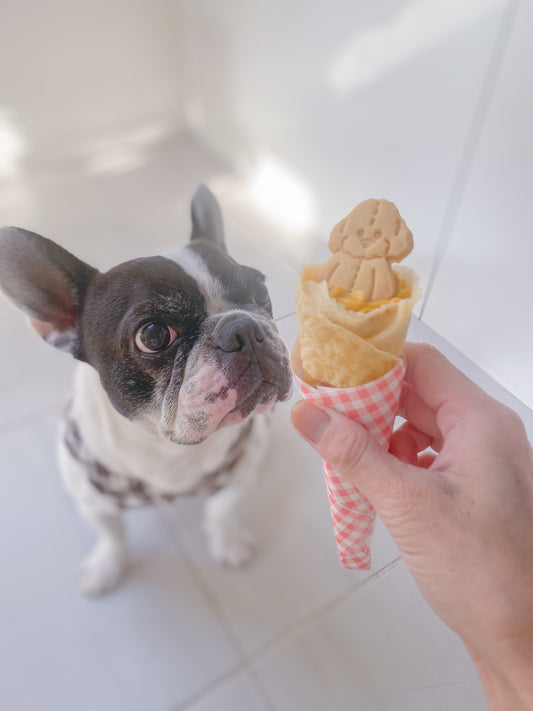 wellness dog eventありがとうございました