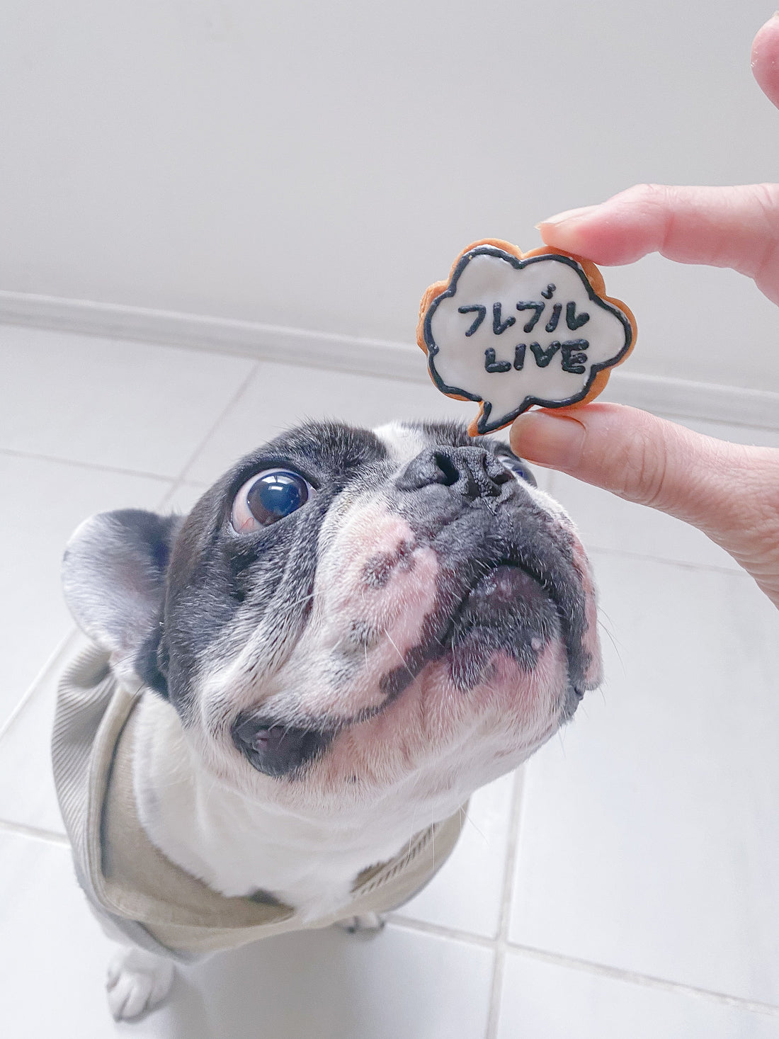 フレブルLIVEありがとうございました