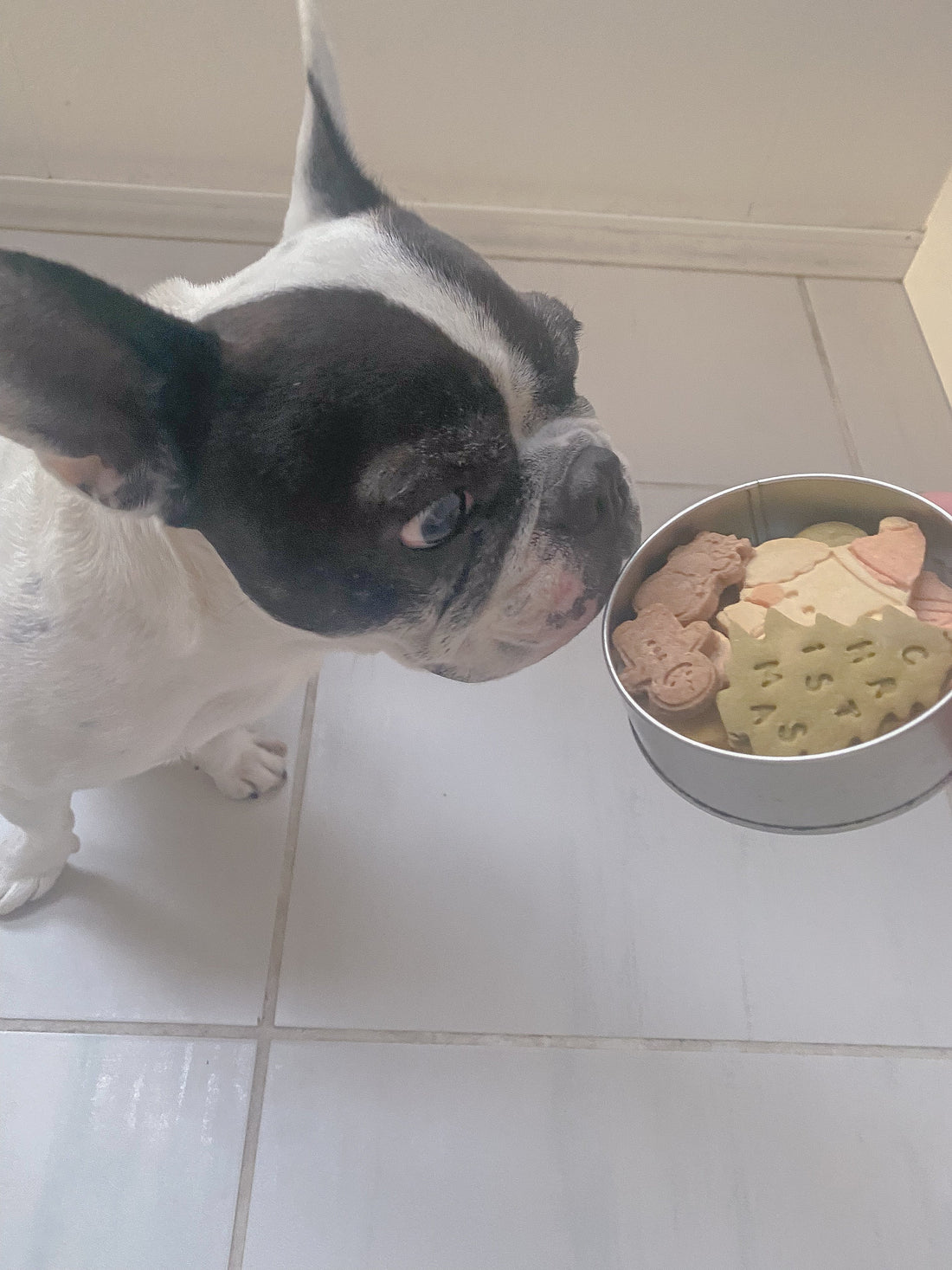 犬用クッキー缶クリスマス