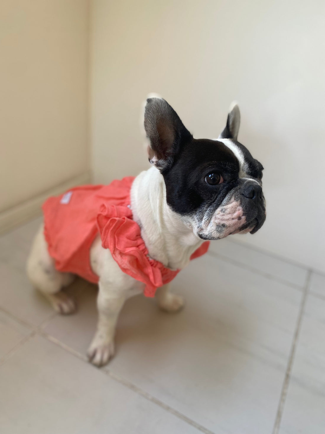 popupに行きました