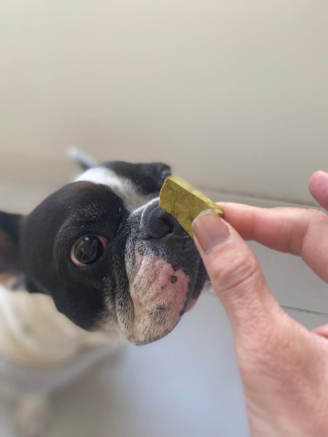 犬用　高野豆腐ラスクの作り方