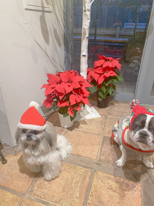 fun terrace cafeクリスマスイベントありがとうございました